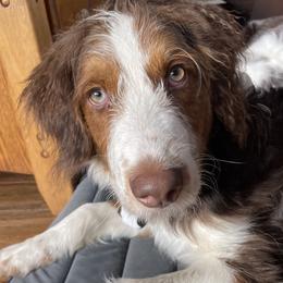 Leo - Red tri-color male Aussiedoodle puppy in Tenino, Washington from Silvercreek Aussies and Aussiedoodles