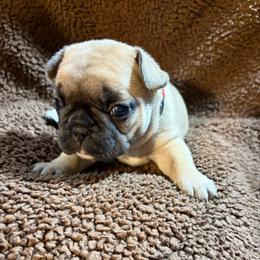 Rue - Fawn female French Bulldog puppy in Neenah, Wisconsin from Mimosa Acres French Bulldogs LLC