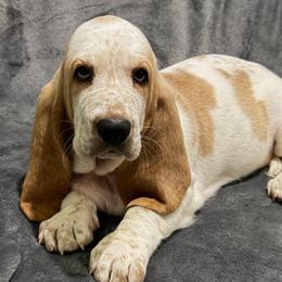 Pink collar female - Red and white female Basset Hound puppy in Columbia, South Carolina from Pawmetto Hounds