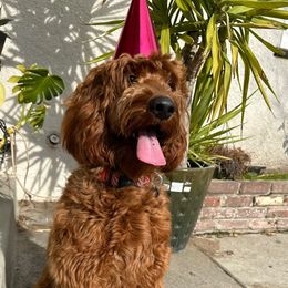 Canelo - Goldendoodle