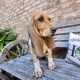 Zion - Red male Colombian Fino Hound puppy in Kingston, Tennessee from Fino Hounds USA