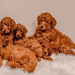 Poodle Puppies from Columbia River Sunset Poodles