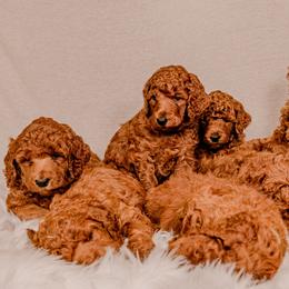 Poodle Puppies from Columbia River Sunset Poodles