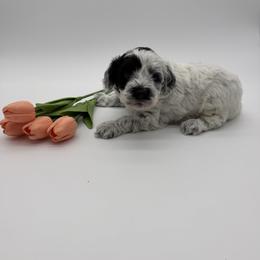 Roadie - Black and chalk male Australian Labradoodle puppy in Denton, Texas from Dignity Labradoodles