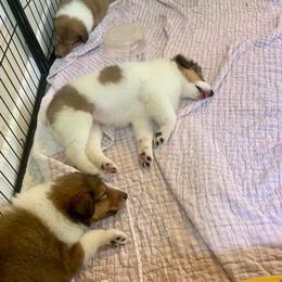 Collie Puppies from Kindred Spirit Collies
