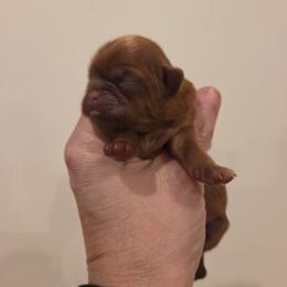 Cindy - Liver female Shih Tzu puppy in Carrollton, Ohio from Becker Hollow