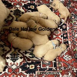2nd pick - Light golden female Golden Retriever puppy in Monroe, Tennessee from Dale Hollow Goldens
