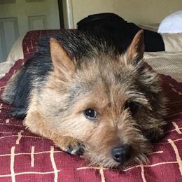 Norfolk Terriers from Antics Terriers