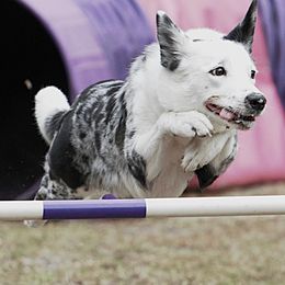 Border Collies from Jessi Halligan