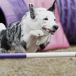 Border Collies from Jessi Halligan
