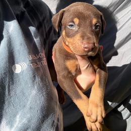 Hershey - Red and rust male Doberman Pinscher puppy in Ludowici, Georgia from Royal Destiny Kennels
