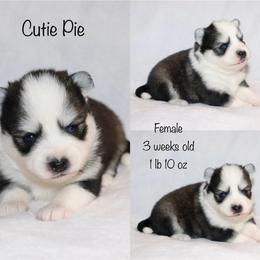 Cutie Pie - Black and white female Pomsky puppy in Denham Springs, Louisiana from Bayouland Pomskies