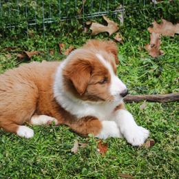 English Shepherd Puppies from Town & Country English Shepherds