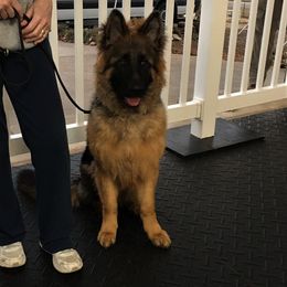 German Shepherd Puppies from Alexanderhof Kennels