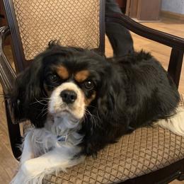 Zoey - Cavalier King Charles Spaniel