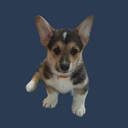 Luca - Black and tan male Pembroke Welsh Corgi puppy in Saint Johns, Florida from Colebrooke Farm
