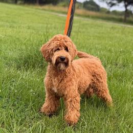 Finn - Apricot male Australian Labradoodle puppy in Hartshorne, Oklahoma from Jena Edmond