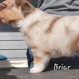 Briar - Red merle female Australian Shepherd puppy in Clover, Virginia from Four Winds Australian Shepherds