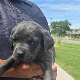 Black collar female - Gray female Cane Corso puppy in Granbury, Texas from La Muerte Corso Kennel