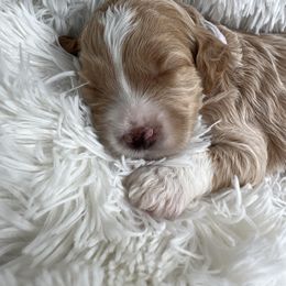 Aussiedoodle, Goldendoodle, and Poodle Puppies from Designer Doodles