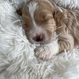 Aussiedoodle, Goldendoodle, and Poodle Puppies from Designer Doodles