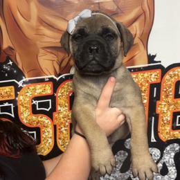 Gray female - Red female Bullmastiff puppy in South Attleboro, Massachusetts from Bessettes Bullies