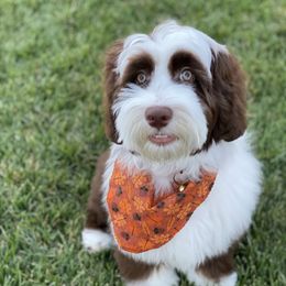 Hinkley - Australian Labradoodle