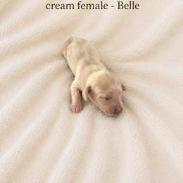 Belle - Cream female Dachshund puppy in Indiantown, Florida from Turquoise River Minature Dachshunds