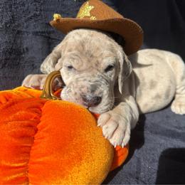 Red collar - Merle male Great Dane puppy in Tyler, Texas from Blessed By Danes