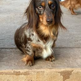 Paisley - Dachshund