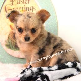 Oma - Blue merle female Chihuahua puppy in Clinton, Missouri from Rocky Top Hearts