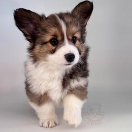 Scout - Sable male Pembroke Welsh Corgi puppy in Elberta, Utah from 3F Farms- Pembroke Welsh Corgis and Irish Wolfhounds