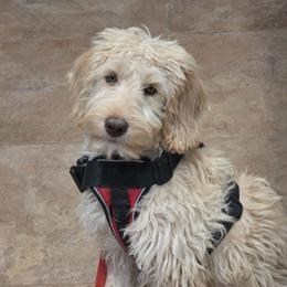Rhett-Dream - Cream male Labradoodle puppy in Churchill County Fallon, Nevada from Card Family Ranch