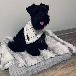 Miniature Schnauzer puppies from Schnauzer Society