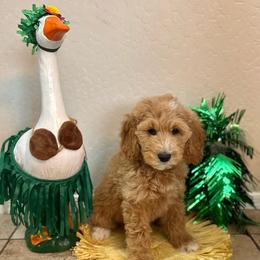 Skye - Female - Red  female Goldendoodle puppy in Peoria, Arizona from Wroth's Pawsibilities