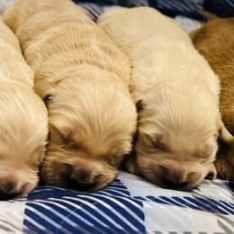 Golden Retriever Puppies from Golden Bunns Retrievers