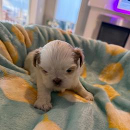 Kupp - Cream and white male Shih Tzu puppy in Kent, Washington from Exclusively Shih Tzu's LLC