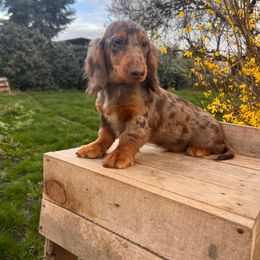 Ralphi - Dachshund