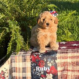 Ruby - Apricot female Goldendoodle puppy in Estesburg, Kentucky from Wet Goldendoodle Kisses
