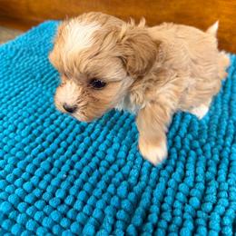 Clarise - Apricot female Maltipoo puppy in Lawrenceburg, Tennessee from LUV Poodles and Maltipoos