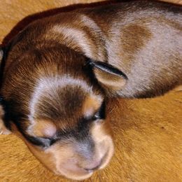 Dachshunds from Bonner Miniature dachshunds