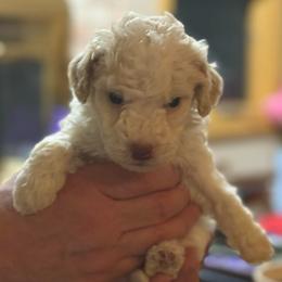 Black boy - Orange male Lagotto Romagnolo puppy in Chicago, Illinois from Midwest Lagotto Romagnolo