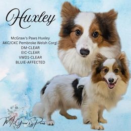 Huxley - Pembroke Welsh Corgi