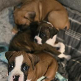Boxer Puppies from Fleming Pups
