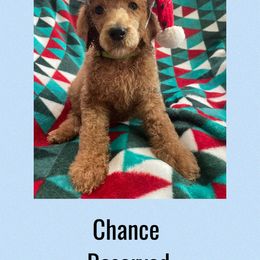Boaz AKC - Red  male Poodle puppy in Harrisburg, Arkansas from Ransone’s Ridge Runners Poodles and Doodles