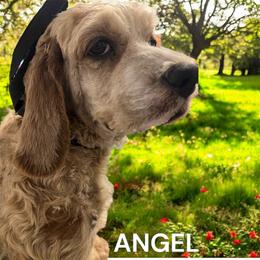 Angel - Cockapoo