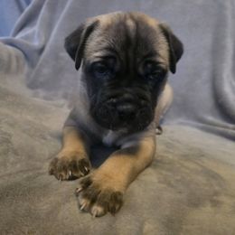 Cane Corso Puppies from Stone Cane Corso