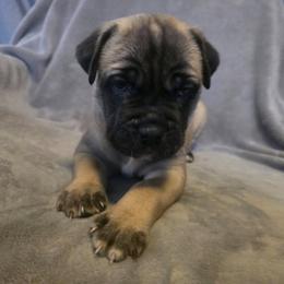 Cane Corso Puppies from Stone Cane Corso