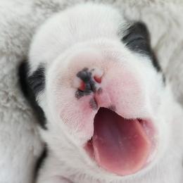 Boston Terriers and French Bulldogs from Edna's Homegrown Frenchies