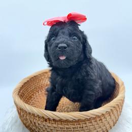 Ember - Black female Goldendoodle puppy in Connecticut from Gracie Doodle